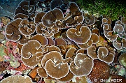 Montipora tuberculosa Montipore grande feuille ambiance-Wakatobi Wangi Island-18m-20180601-Denis-ADER-DSC_2822_tn